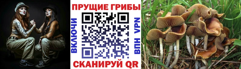 купить закладку  Таганрог  Галлюциногенные грибы прущие грибы 
